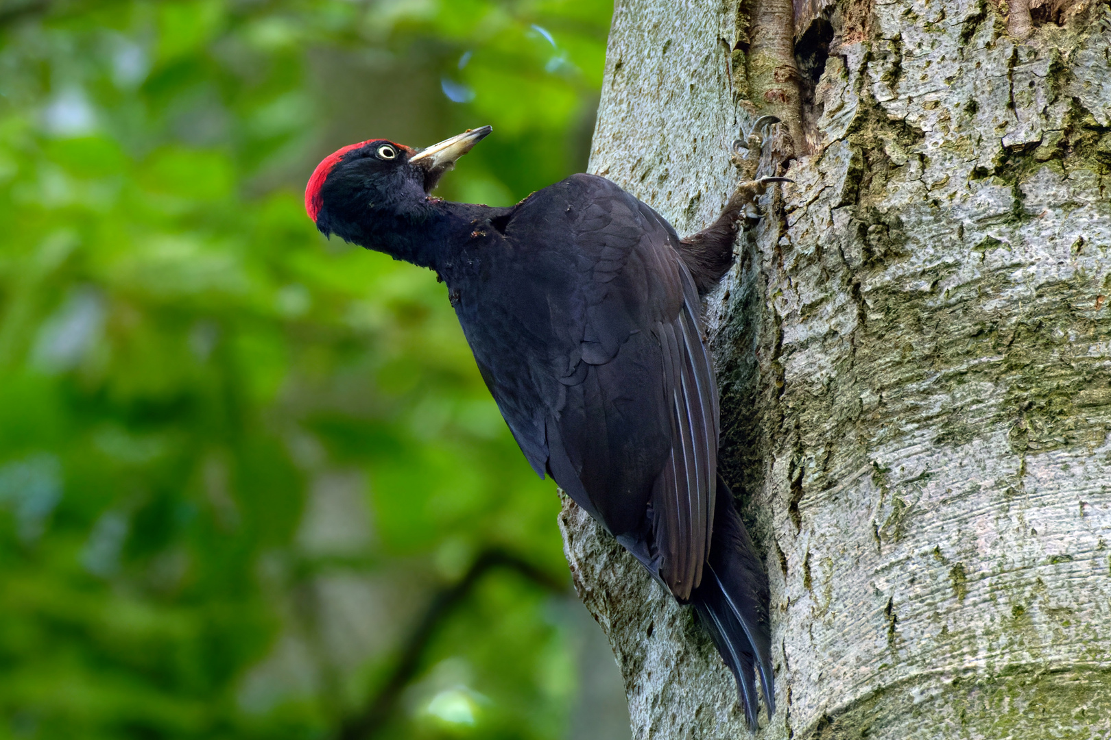 Ameisentransporter: Schwarzspecht  (Dryocopus martius) Männchen