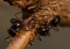 Ameisentreffen