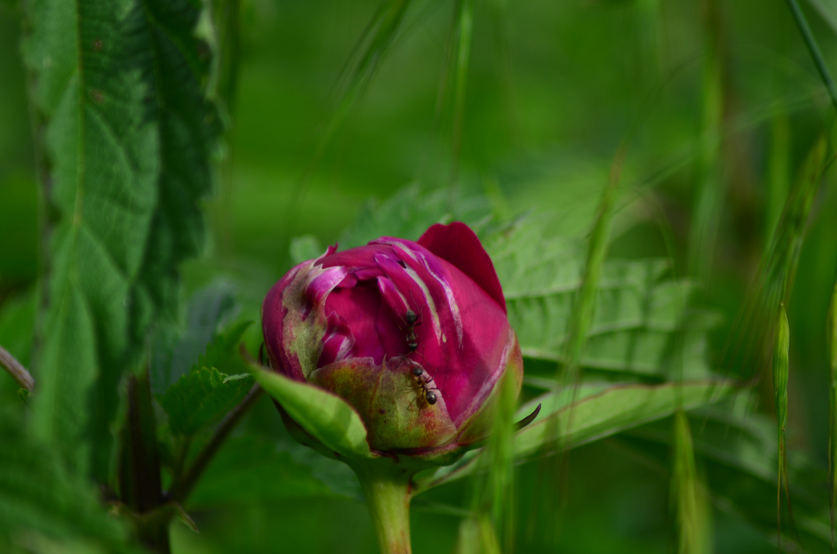 Ameisentreffen auf einer Blume