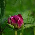 Ameisentreffen auf einer Blume