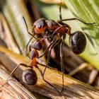 Ameisenunterricht