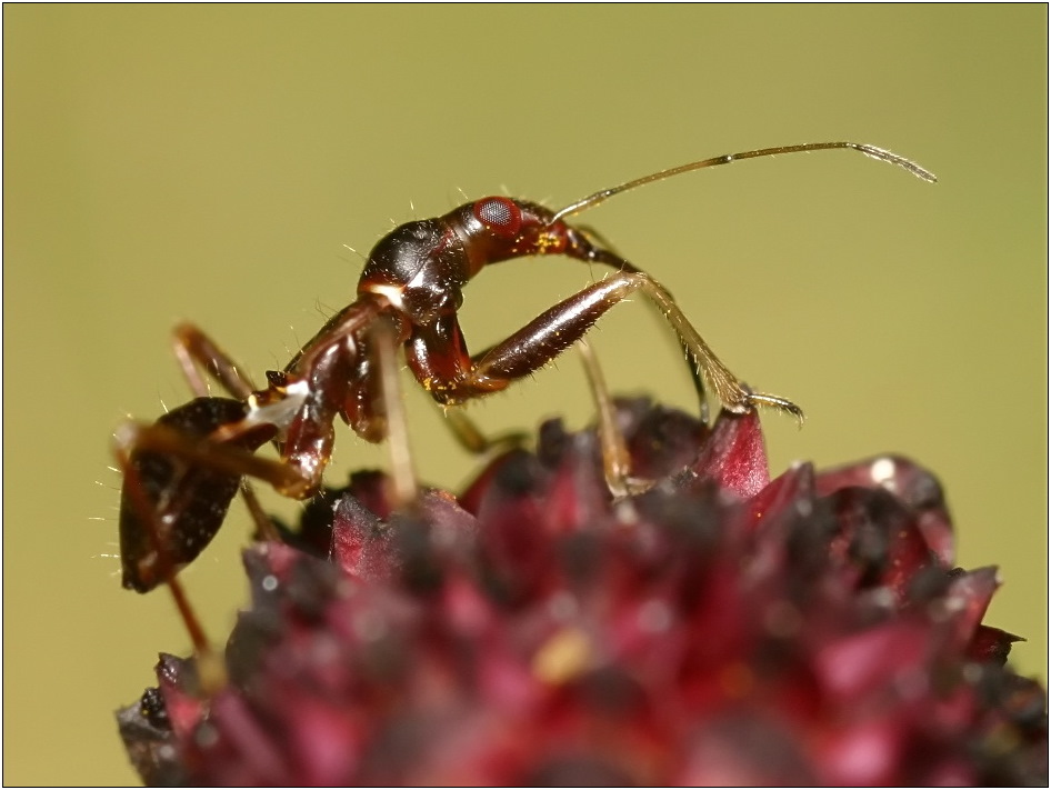 Ameisenwanze