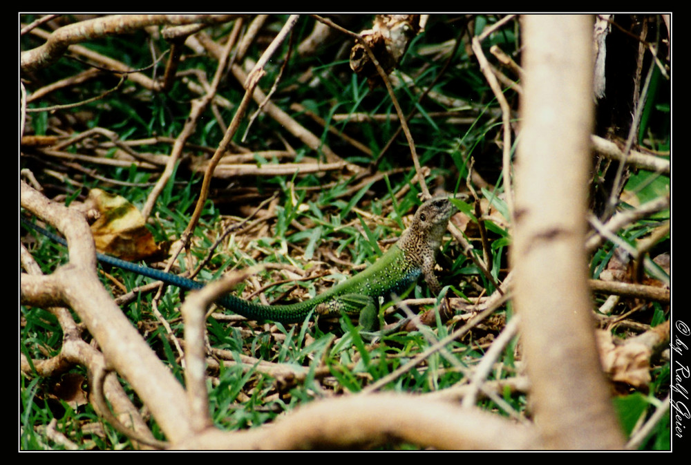 Ameiva ameiva