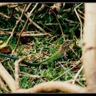 Ameiva ameiva