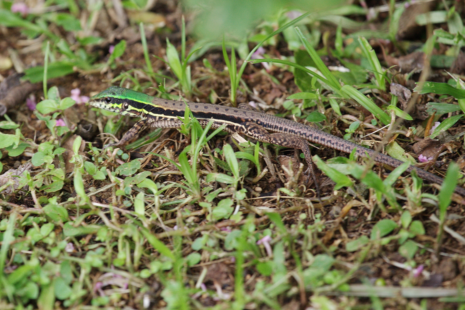 Ameiva atrigularis