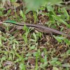 Ameiva atrigularis