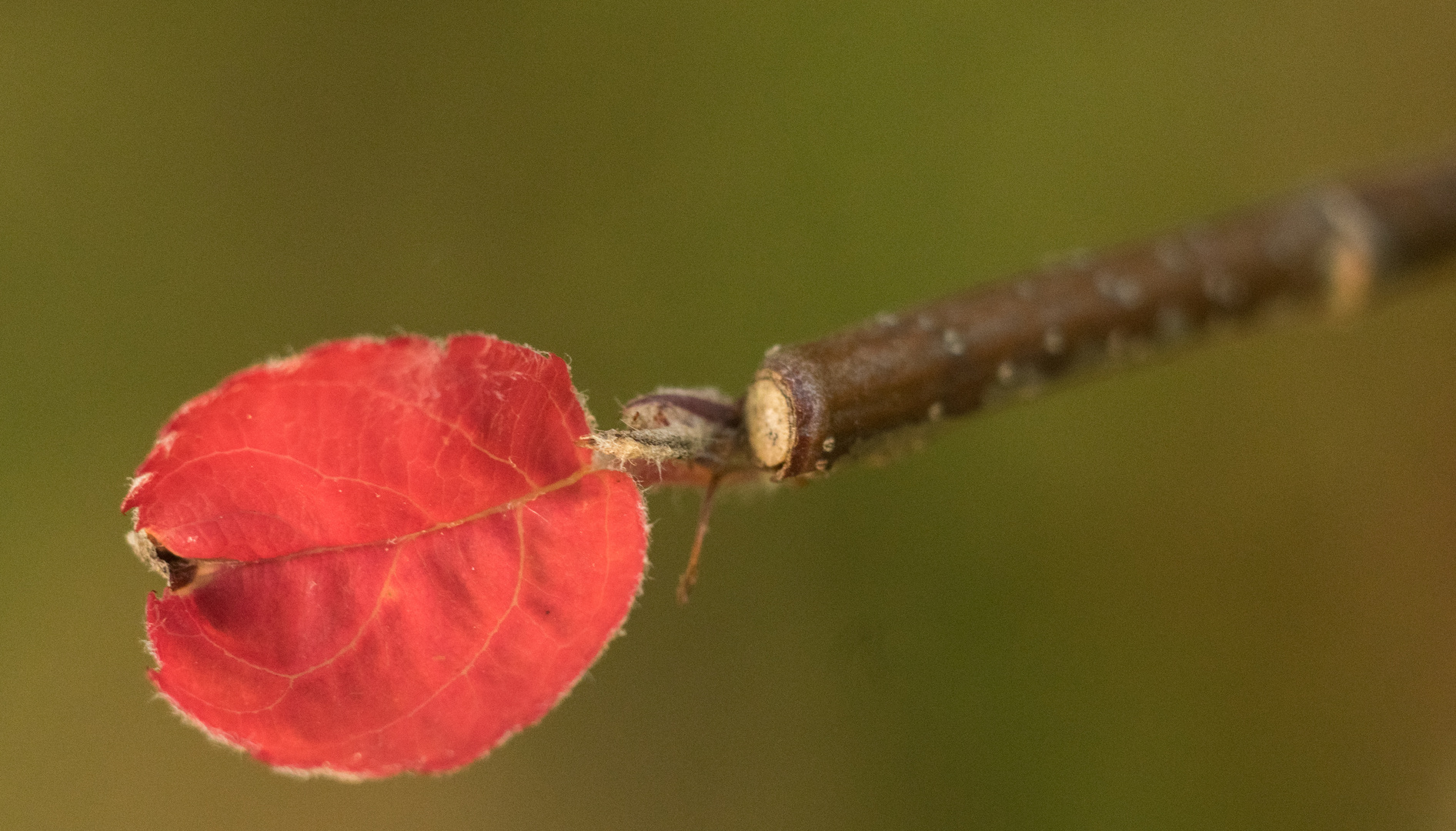 Amelanchier