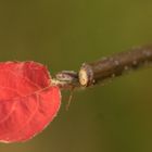 Amelanchier