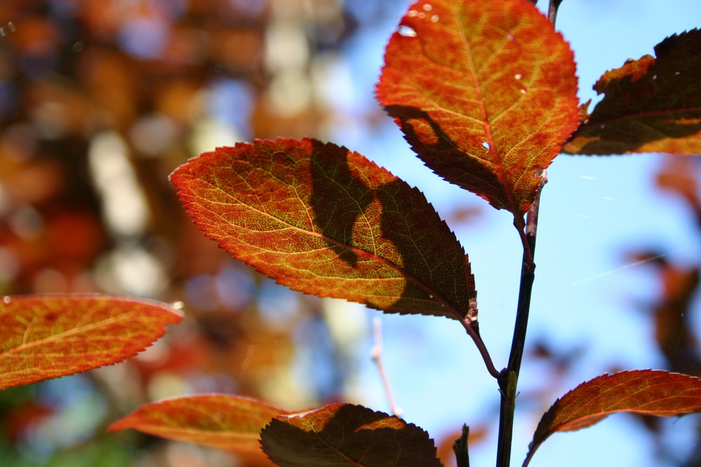 Amelanchier