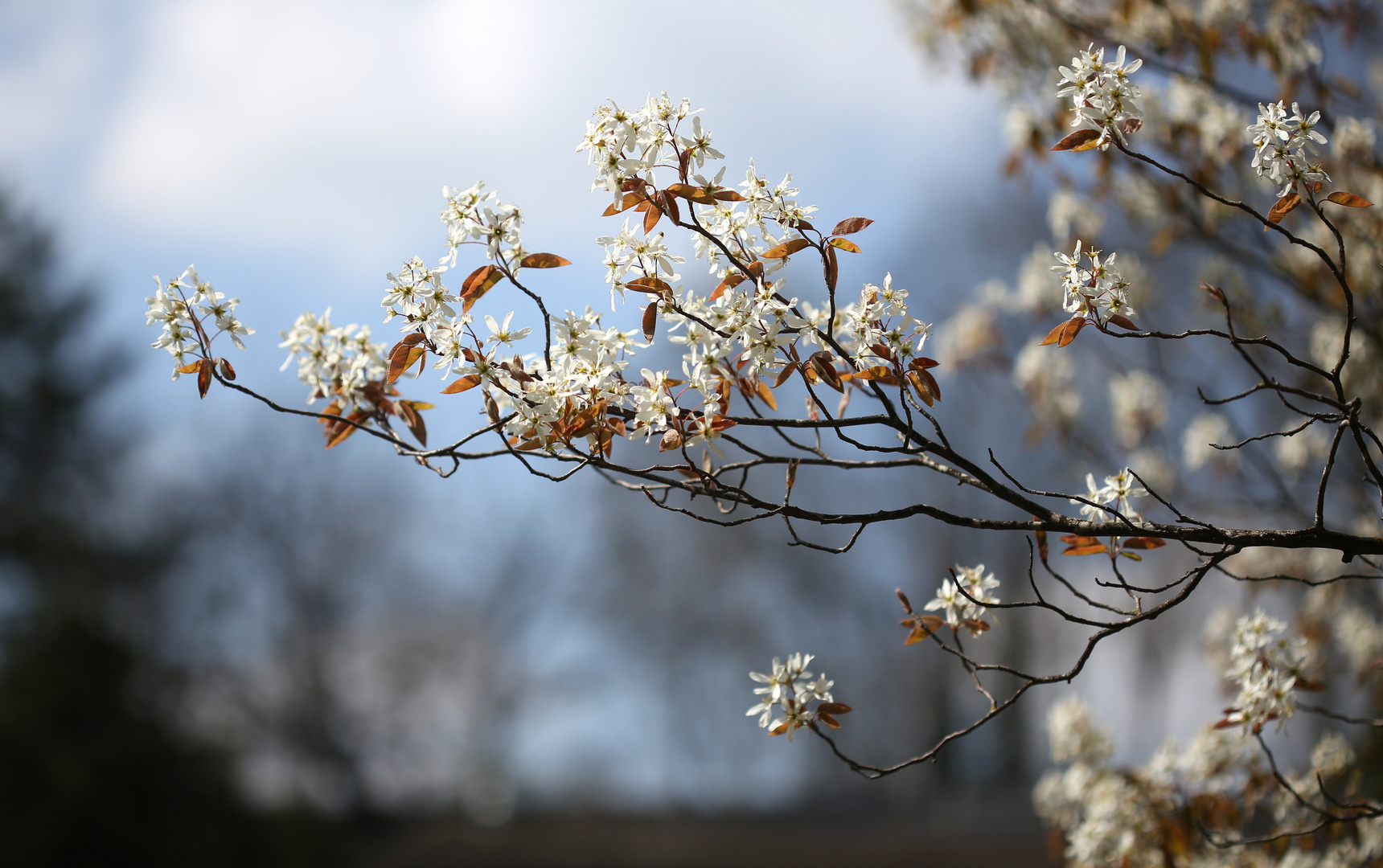 Amelanchier