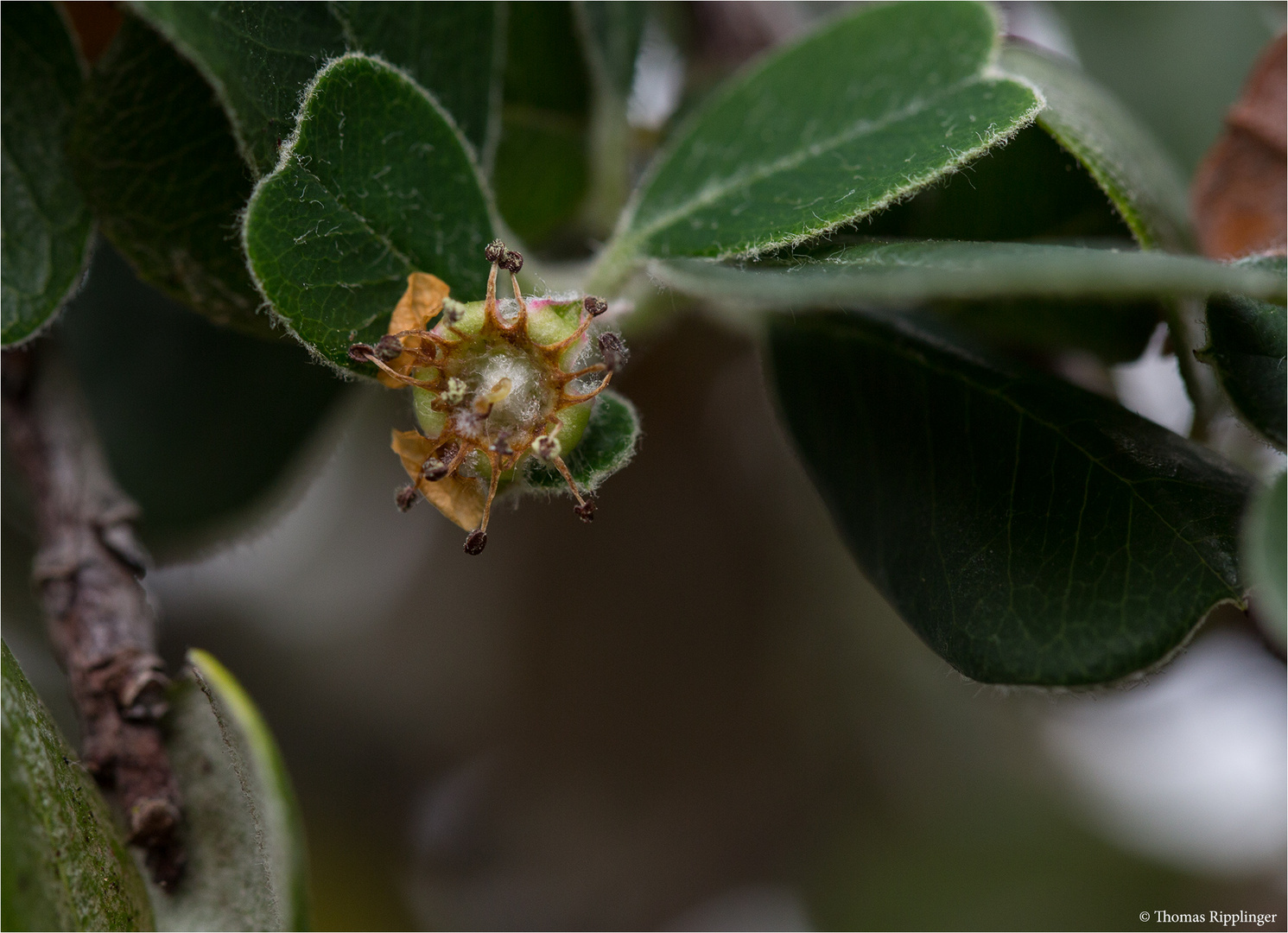 Amelanchier denticulata Foto & Bild pflanzen, pilze & flechten