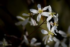 Amelanchier - Felsenbirne