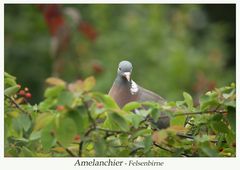 Amelanchier - Felsenbirne