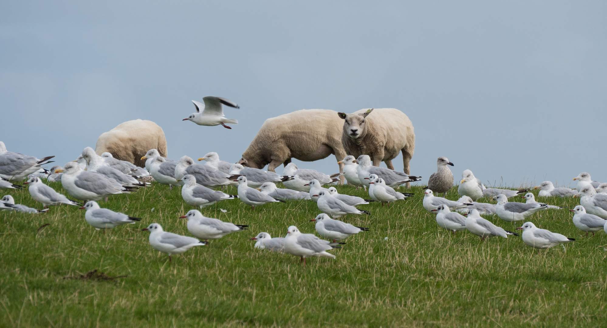 Ameland 1