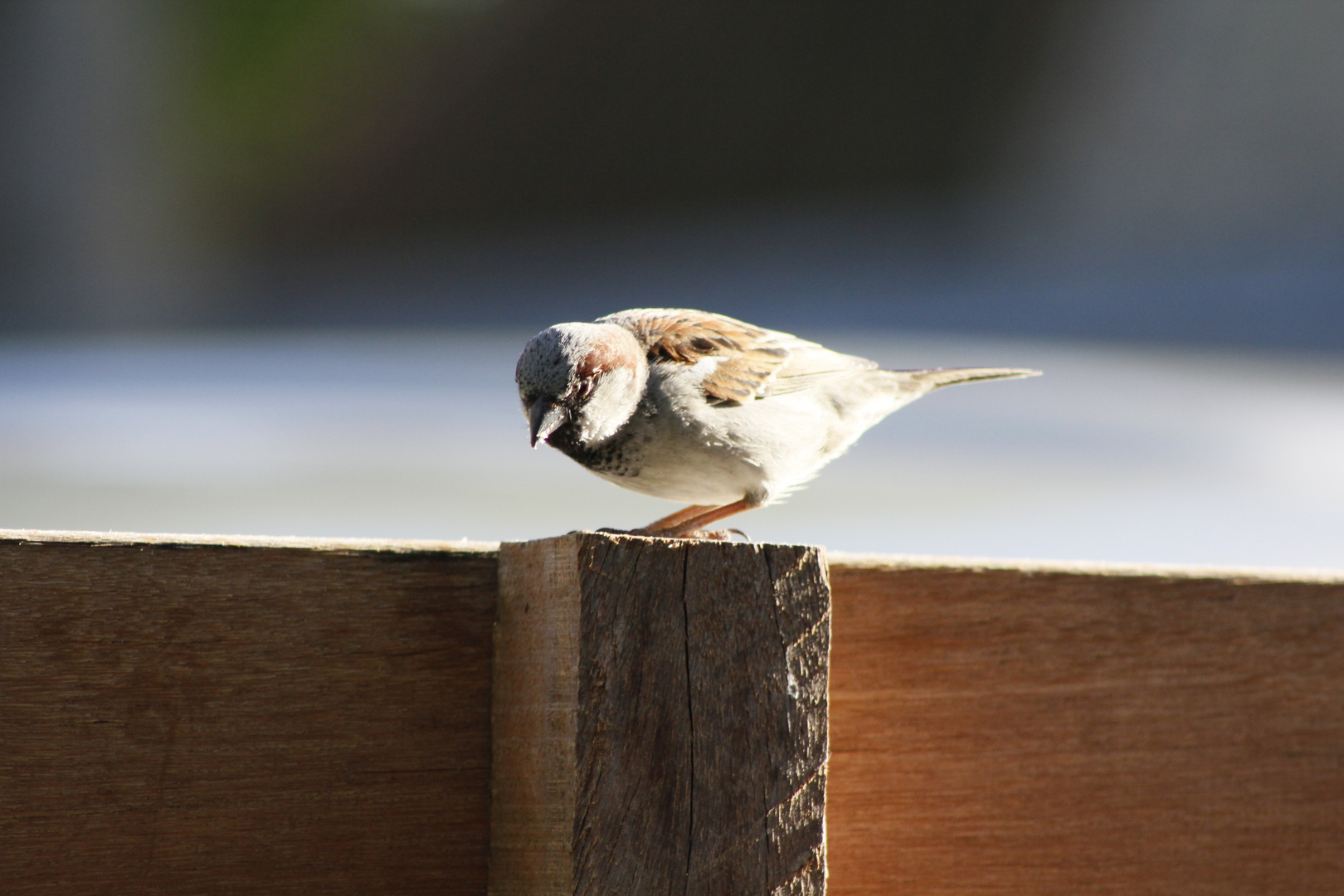 Ameland 11