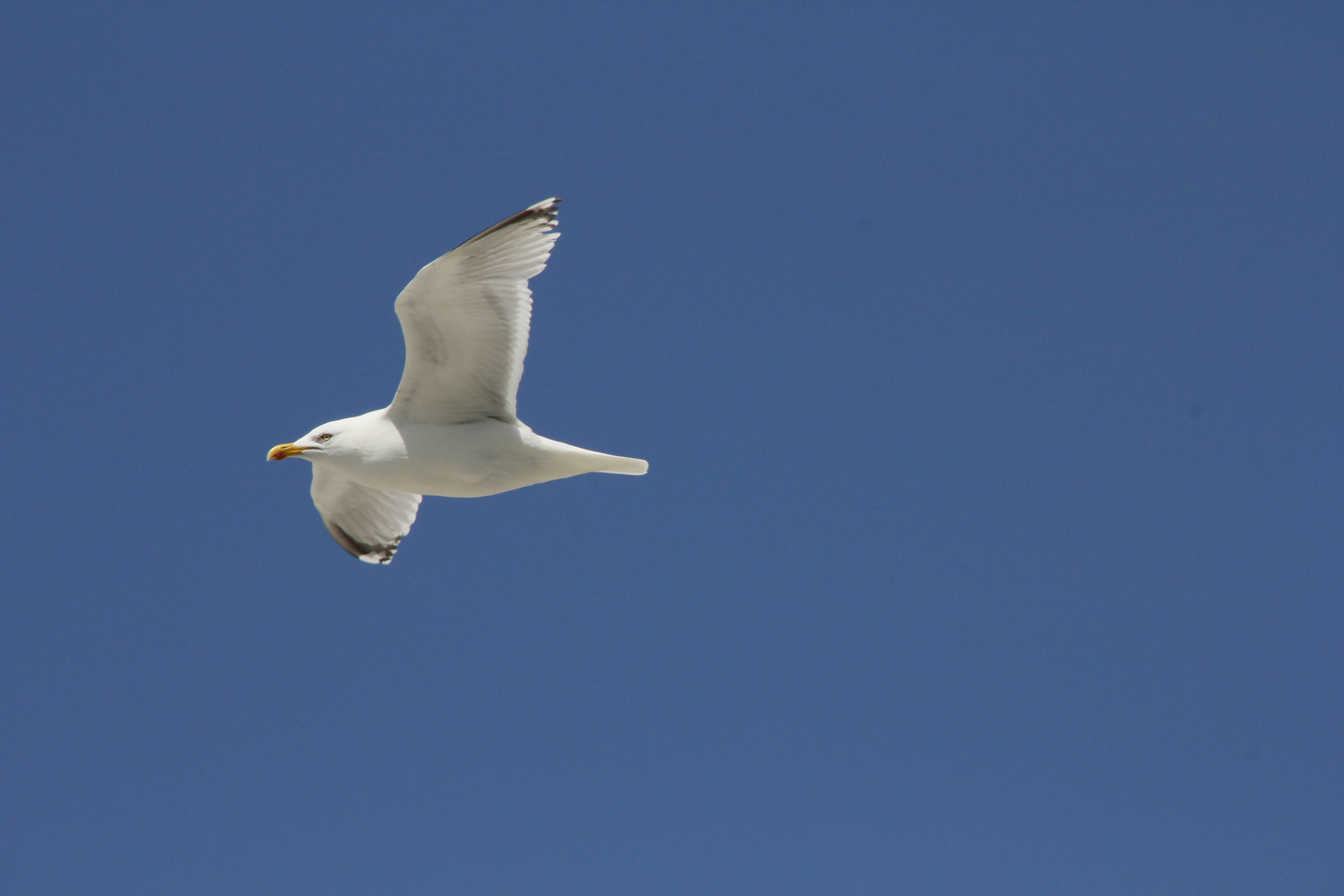 Ameland 12