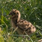 Ameland 2 Juni 2015