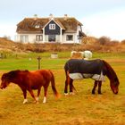 Ameland