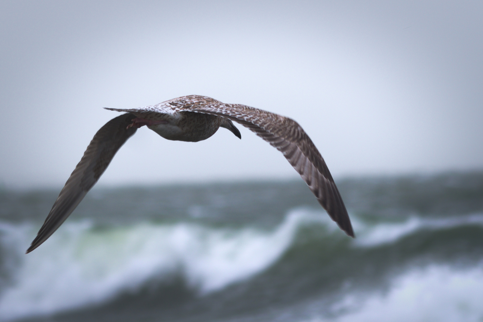 Ameland