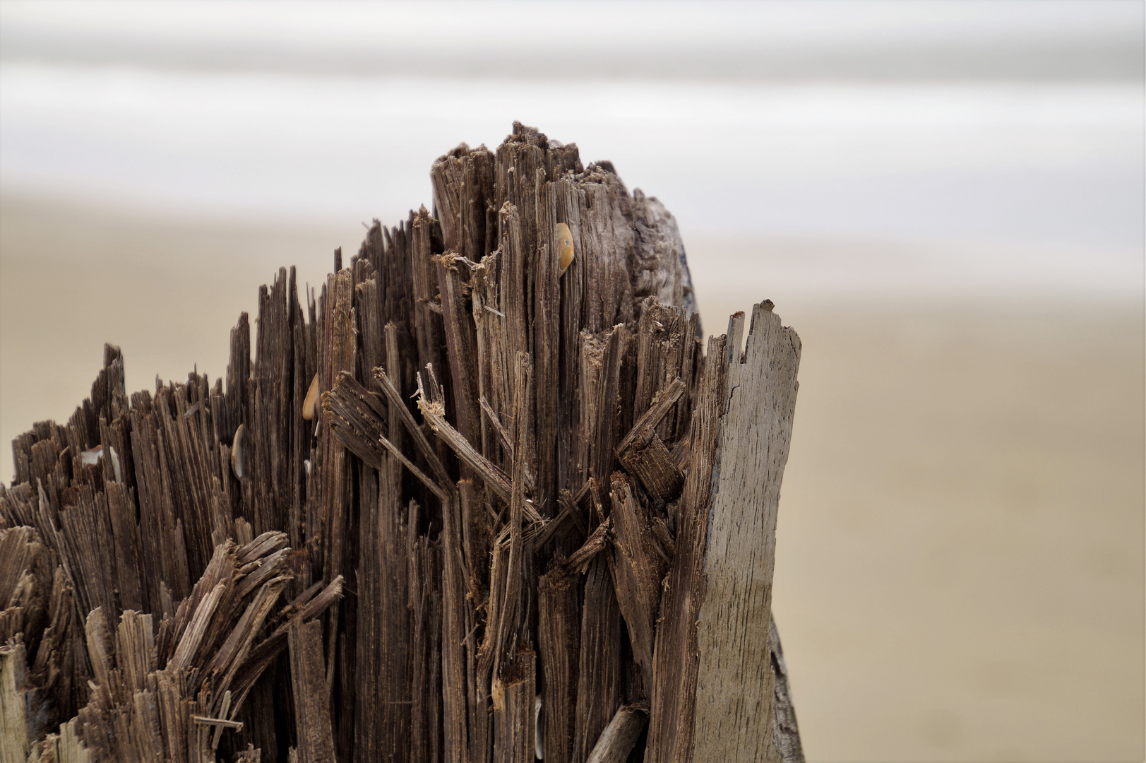 Ameland alter Pfahl