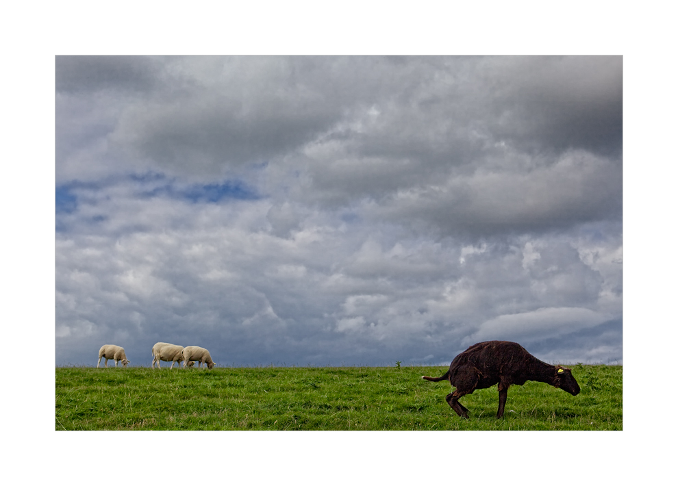 Ameland  - Das schwarze Schaf ...