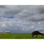 Ameland  - Das schwarze Schaf ...