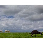 Ameland  - Das schwarze Schaf ...