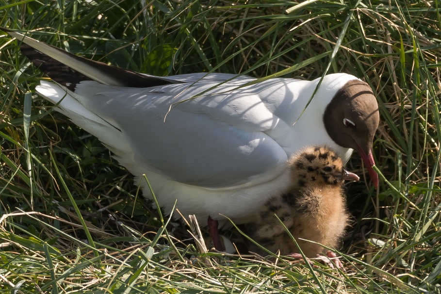 Ameland Juni 2015