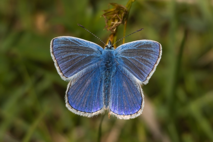 Ameland Juni 2015