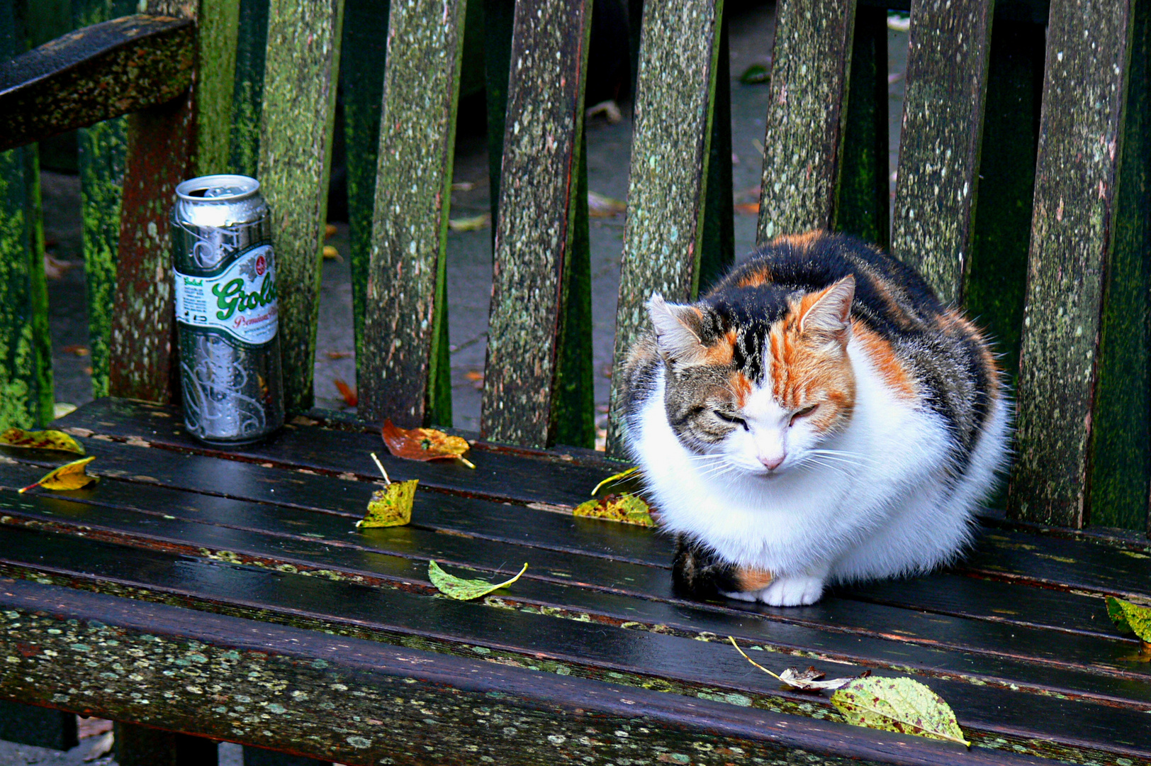 Ameland (Nes) - Der Kater hat ´nen Kater