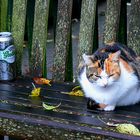 Ameland (Nes) - Der Kater hat ´nen Kater