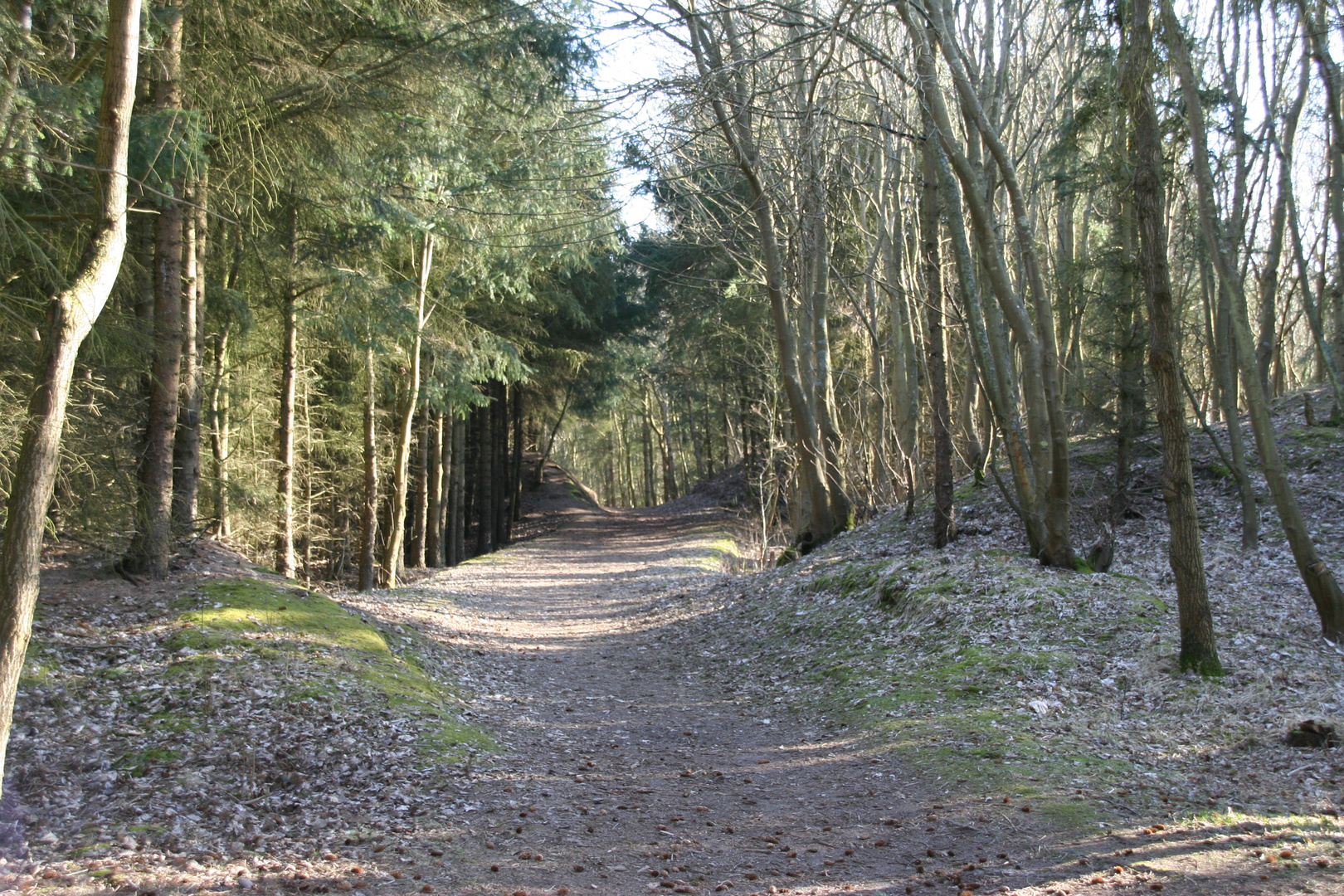 Ameland Wald