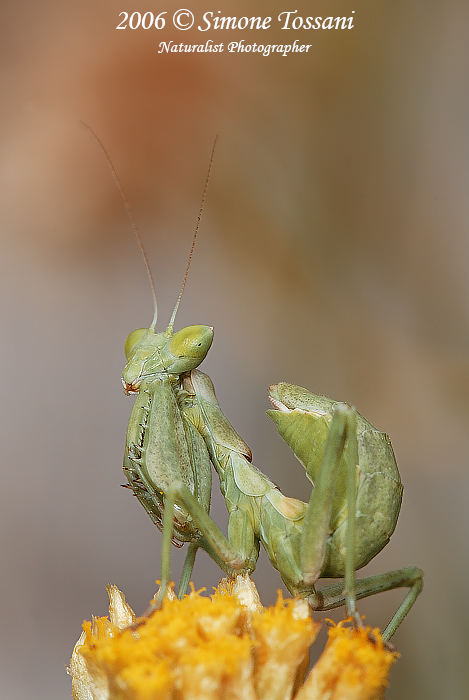 Ameles Spallanzania