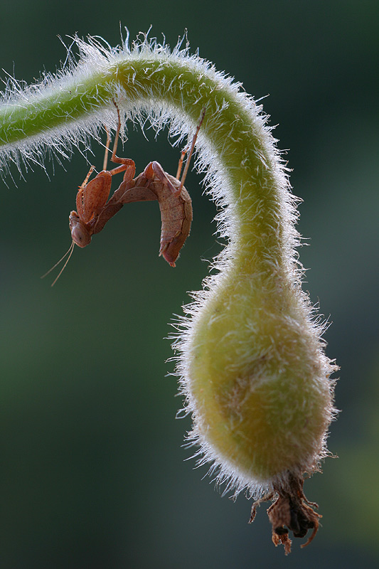 Ameles Spallanziana II