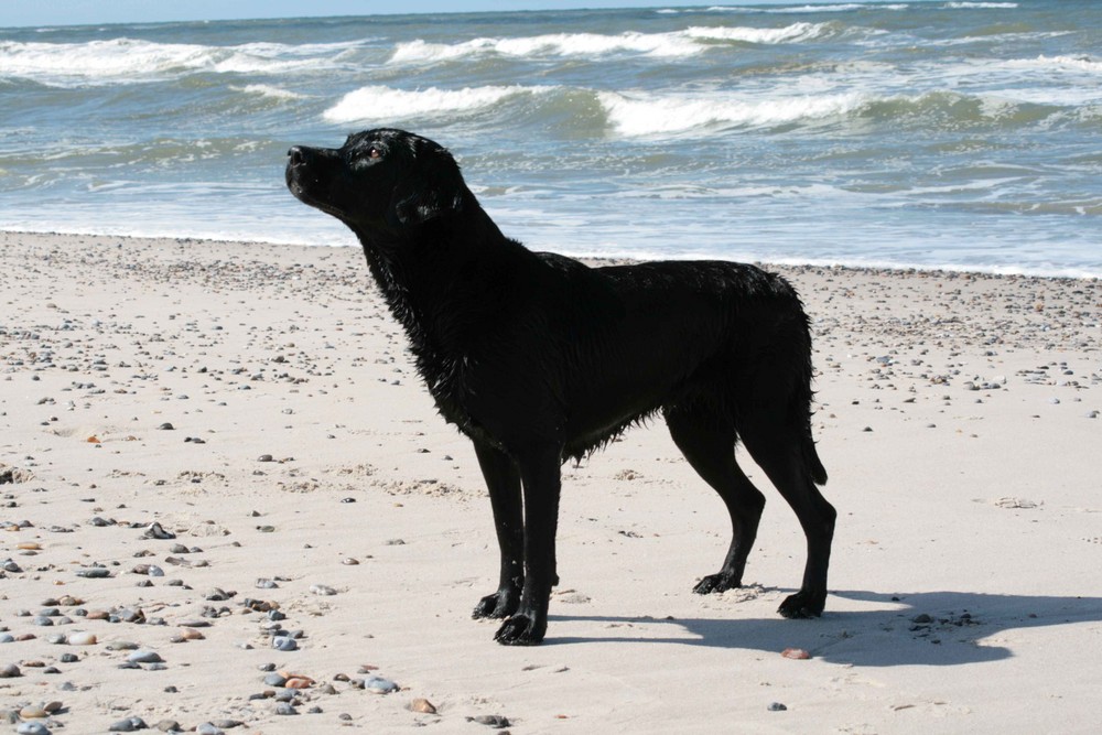 Amelie am Meer