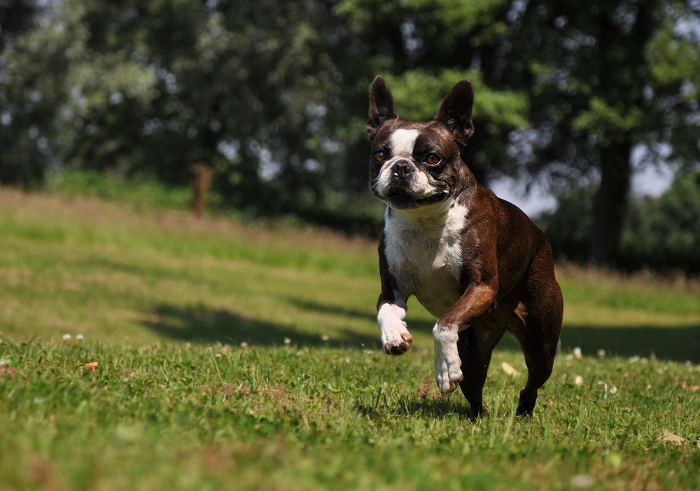 Amelie - Boston Terrier