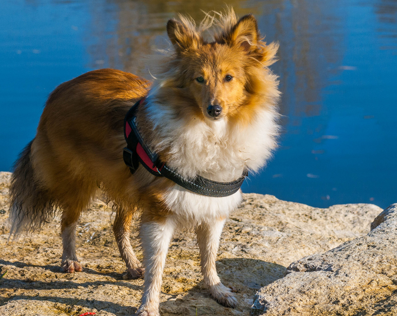 Amelie, ein echter Fuchs(Sheltie)