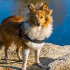 Amelie, ein echter Fuchs(Sheltie)