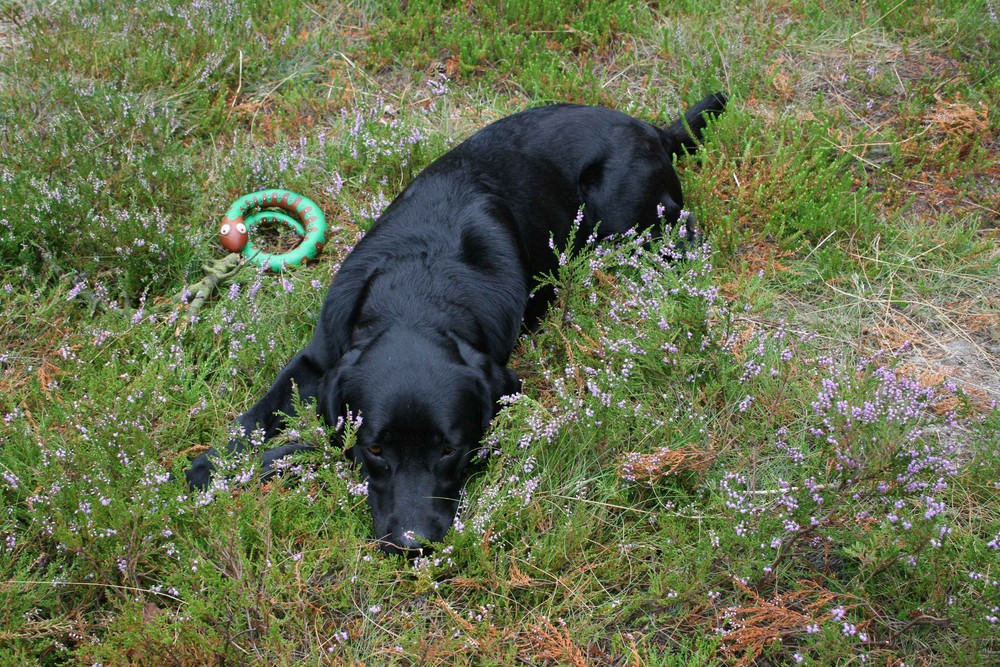 Amelie im Gras