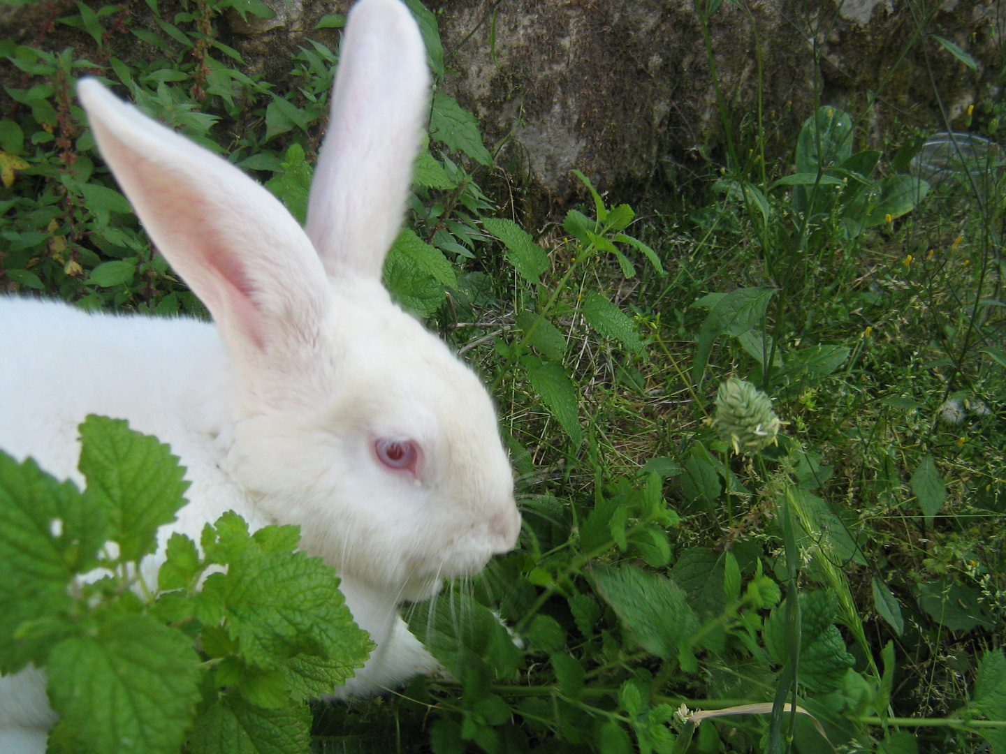 amélie, le lapin blanc