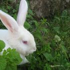 amélie, le lapin blanc