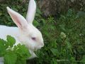 amélie, le lapin blanc de sabina19 