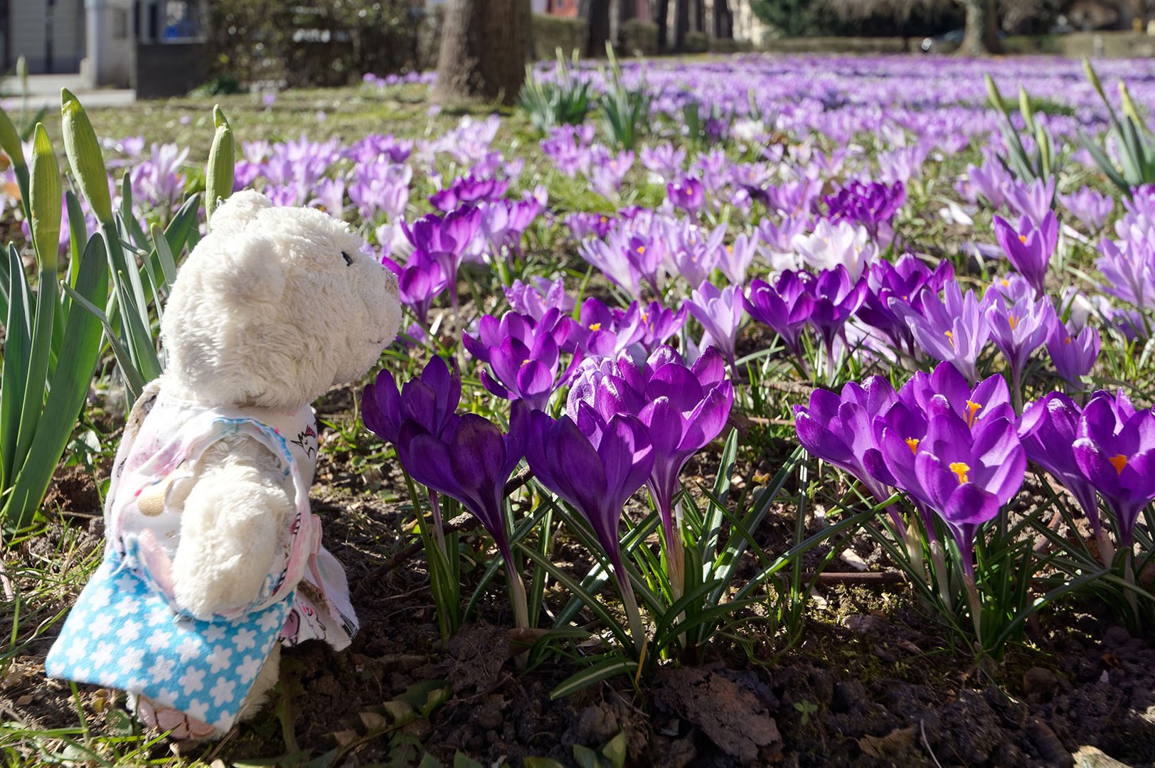 Ameliebärchen schnuppert blaue Krokusse