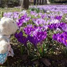 Ameliebärchen schnuppert blaue Krokusse