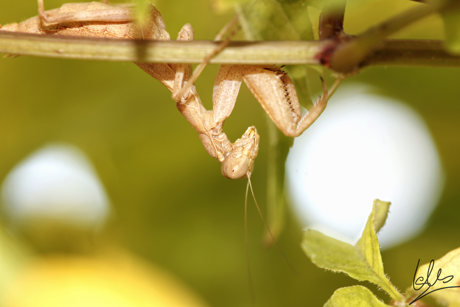 Amelles spallanciana