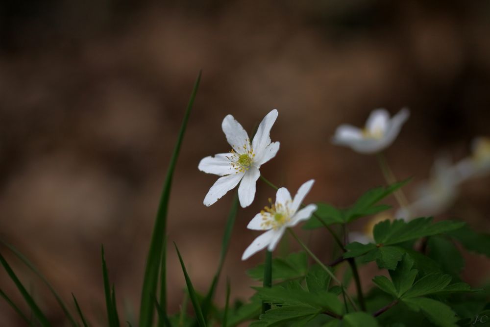 " Amèmones des bois "