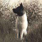 American Akita