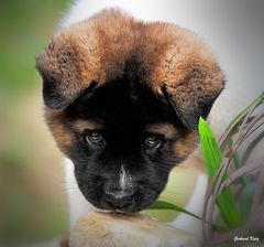 American Akita-Welpe