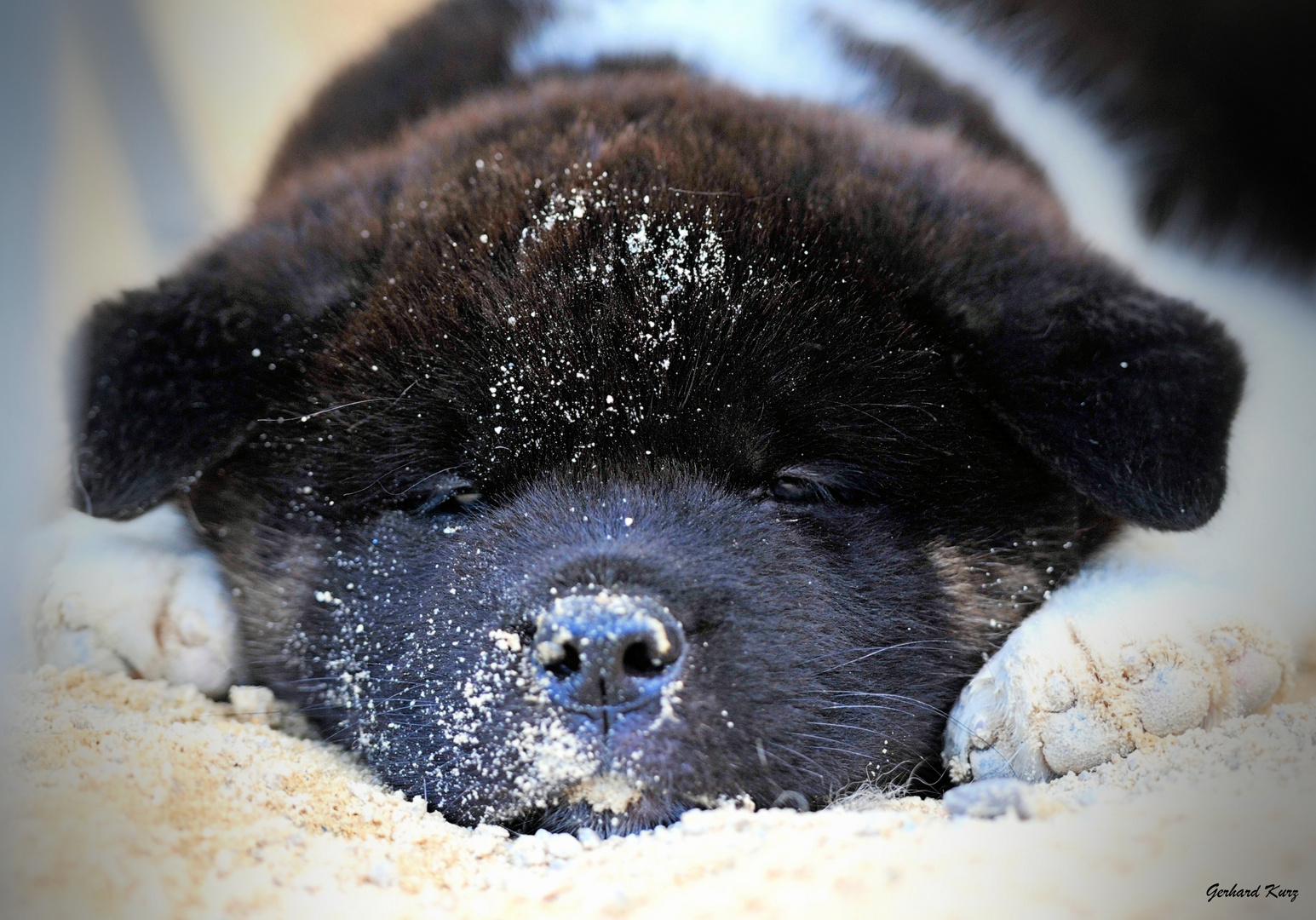 American Akita-Welpe