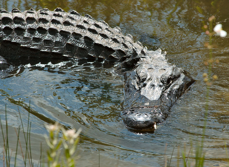 american aligator